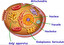 nucleus po angielsku