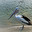 Pelican
