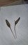 ophioglossum vulgatum po angielsku