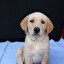 golden retriwer po szwedzku
