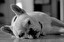 Do you like dogs po angielsku