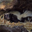 skunks po angielsku