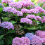 hydrangea po angielsku