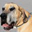 BOERBOEL po polsku