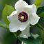 magnolia japońska po angielsku