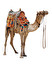 Gonzalo said, a camel can "go without" w po angielsku
