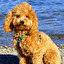 dog po angielsku