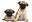 Pets