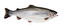fish po angielsku