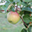 Apple po angielsku
