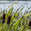 bullrush po angielsku
