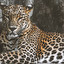 jaguar po rosyjsku
