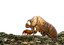 Bumblebee po angielsku