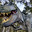 Dinosaurs - English Vocabulary