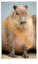 farm animals po angielsku
