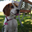 beagle po angielsku