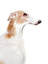 example of dog sentences po angielsku