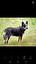 Australian Cattle Dog po angielsku