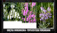 physostegia virginiana po łacińsku