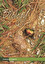 Phyllocladode po angielsku