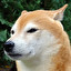 akita inu po angielsku