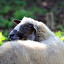 owce Daisy po niemiecku