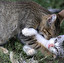 cat po angielsku