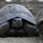 tortue po francusku