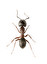 mrówka po koreańsku