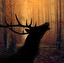 antler po angielsku