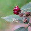 berry po angielsku