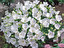 campanula carpatica po polsku