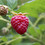 树莓shùméi