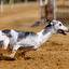 whippet po angielsku
