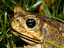 Cane Toad po angielsku
