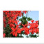 Pelargonia bluszczolistna po polsku