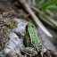 amphibian po angielsku