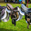 saddle po angielsku
