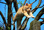 The cat (poun---) on the mouse. po angielsku