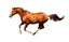horse's tail po angielsku