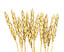 crops po angielsku
