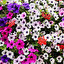 petunia ogrodowa po angielsku