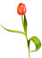 tulipan po niderlandzku