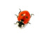 ladybird po angielsku