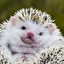 Hedgehog po angielsku