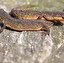 salamandra po angielsku