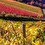 agricultural