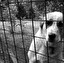 das Tierheim (die Tierheime) po niemiecku