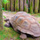tortoise&#039;s