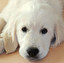does where Stay your dog po angielsku